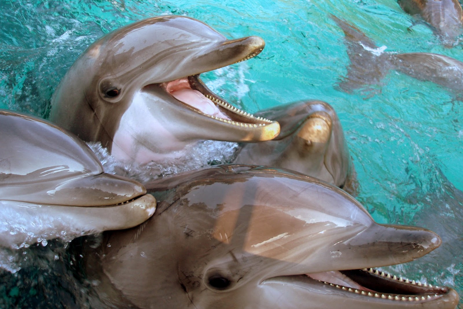 Дельфины, Лоро Парк