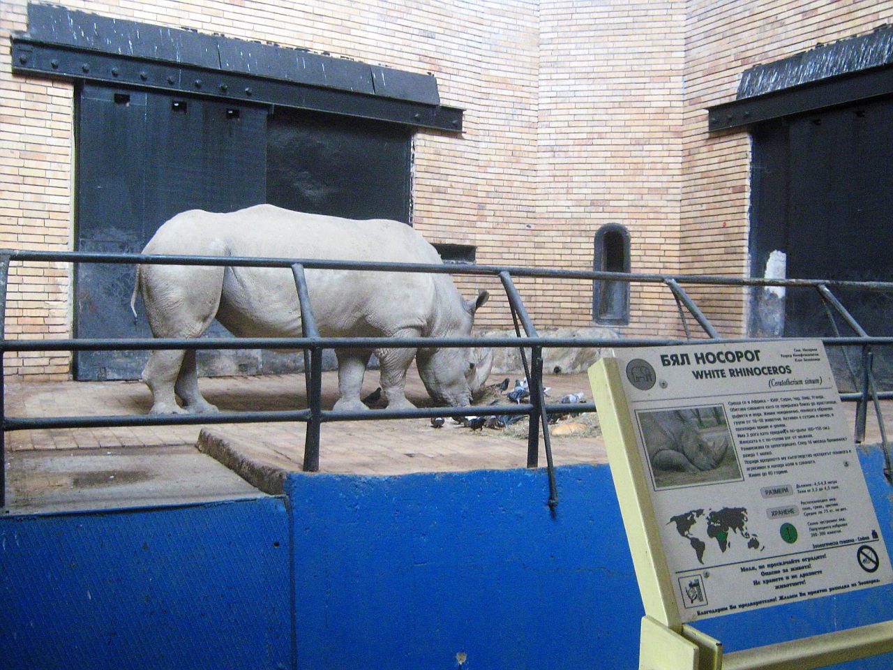 Носорог в зоопарке